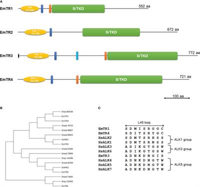 Transforming growth factor-β signalling regulates protoscolex formation in the Echinococcus multilocularis metacestode